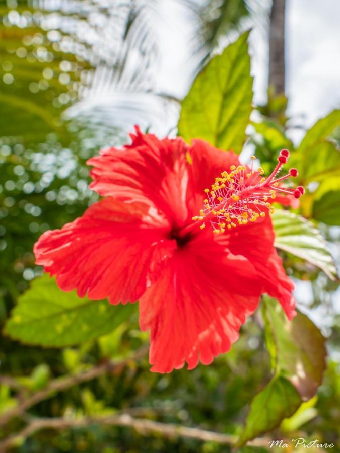 Residence Villas Les Hibiscus Las Terrenas Bagian luar foto