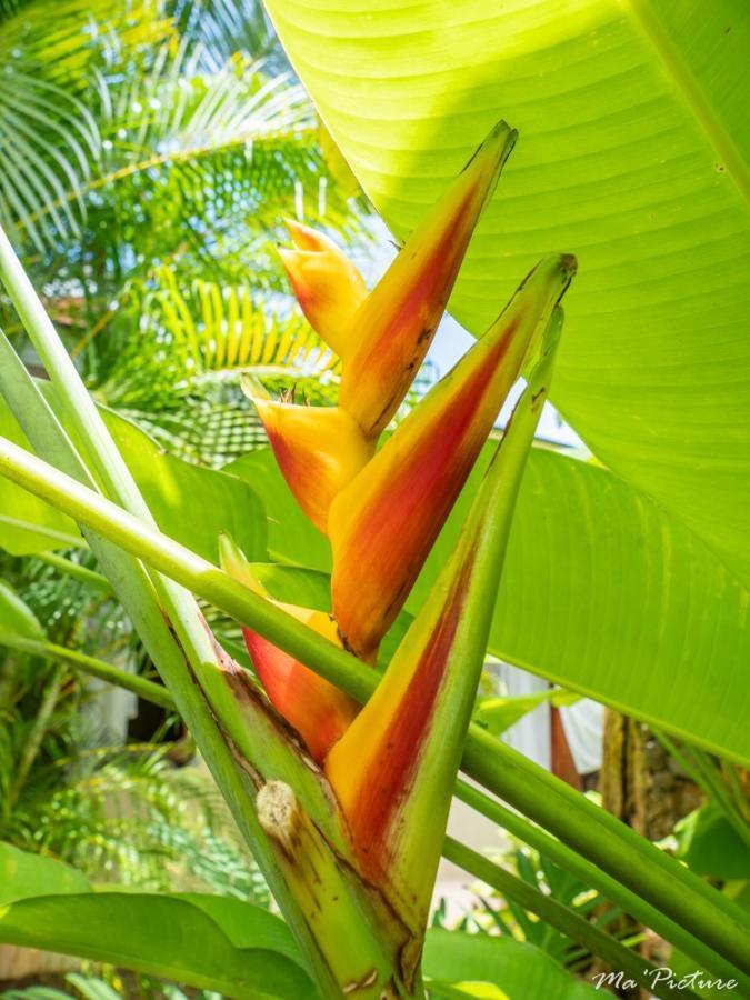 Residence Villas Les Hibiscus Las Terrenas Bagian luar foto